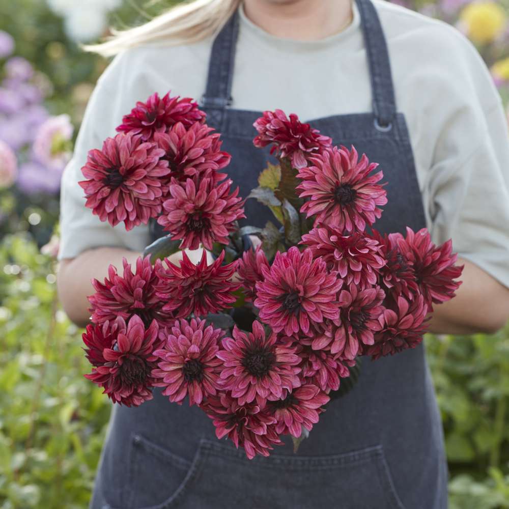 Dahlia 'Night Silence'